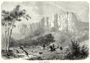 Hunting Kangaroos
