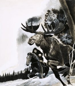 Hunting a Bull Moose
