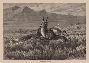 Hunting the Antelope