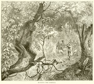Hunting the Gorilla by English School