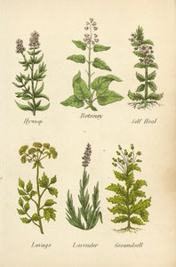 Hyssop, Betoney, Self Heal, Lovage, Lavender, Groundsell by English School
