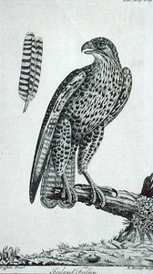 Iceland Falcon, from 