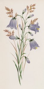 Illustration for A Dream of a Garden by English School