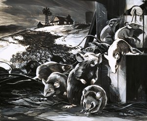 In 1969, Parts of Australia Were Plagued with Mice by English School