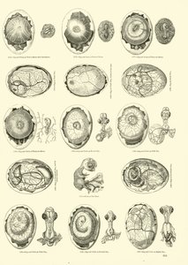 Incubation of a Chicken, Page from The Pictorial Museum of Animated Nature