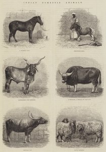 Indian Domestic Animals by English School