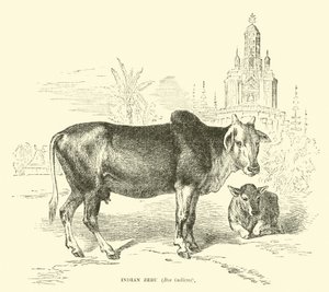 Indian Zebu by English School