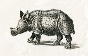 Indian Rhinoceros, or Greater One-Horned Rhinoceros, Rhinoceros Unicornis, from an 18th Century Print by English School