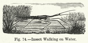 Insect Walking on Water by English School