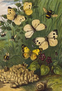 Insects by English School