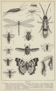 Insects by English School