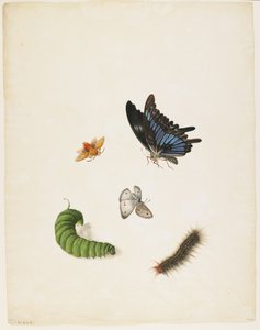 Insects, c.1805