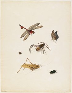 Insects, c.1805
