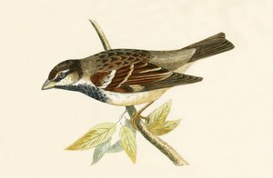 Italian House Sparrow, illustration from 
