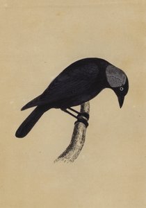 Jackdaw by English School
