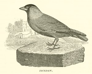 Jackdaw by English School