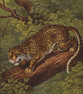 Jaguar by English School