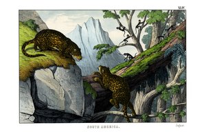 Jaguar