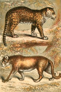 Jaguar and Puma by English School
