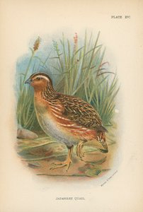 Japanese Quail by English School