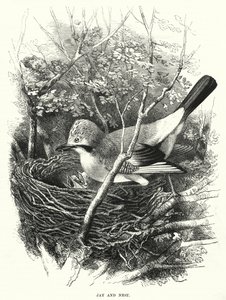 Jay and Nest by English School