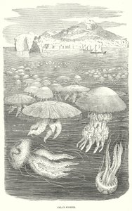 Jelly-Fishes