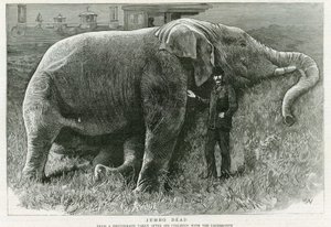 Jumbo, dead by English School