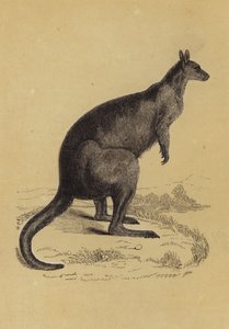 Kangaroo by English School