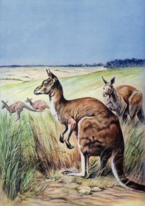 Kangaroos, Australia by English School