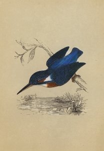 Kingfisher
