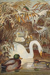 Kingfisher, ducks and swans