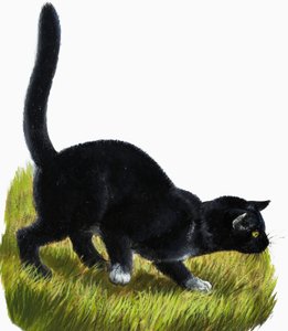 Kitten by English School