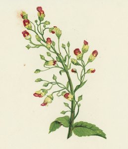 Knotted Fig-Wort, Scrophularia Nodosa by English School