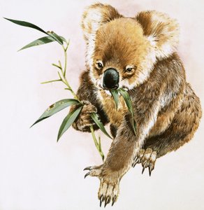 Koala by English School