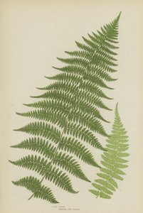 Lady Fern by English School