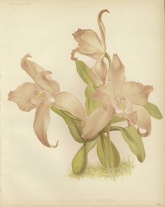 Laelia autumnalis venusta by English School