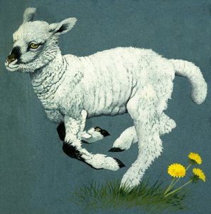 Lamb
