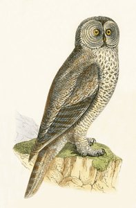 Lap Owl, Illustration from 