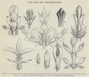 Leaf-Buds for Ornamentation by English School