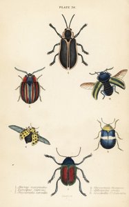 Leaf beetles: Alurnus marginatus, Eumolpus curpreus, Chrysolina cerealis, dead-nettle leaf beetle, Chrysolina fastuosa, Oedionychis cincta and 22-spot ladybird Psyllobora vigintiduopunctata by English School
