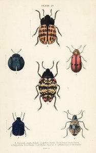 Leaf beetles by English School