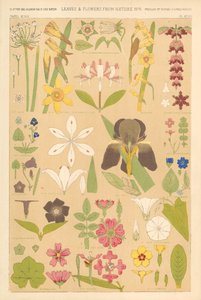 Leaves and Flowers from Nature