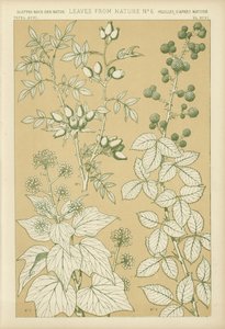 Leaves from Nature by English School