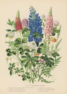 Leguminous Plants