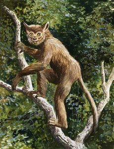 Lemur by English School