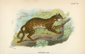 Leopard-Cat by English School