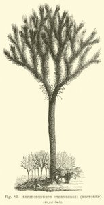 Lepidodendron Sternbergh, Restored by English School