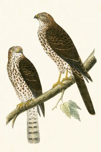 Levant Sparrow Hawk, illustration from 