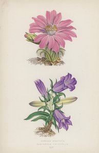 Lewisia Rediviva; Campanula Longifolia by English School