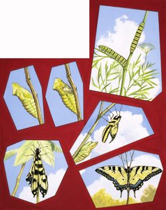 Life cycle of the butterfly